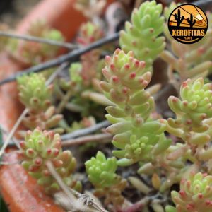 Sedum album