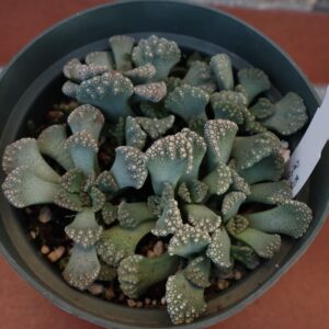 Titanopsis calcarea