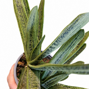 gasteria little warty 13cm