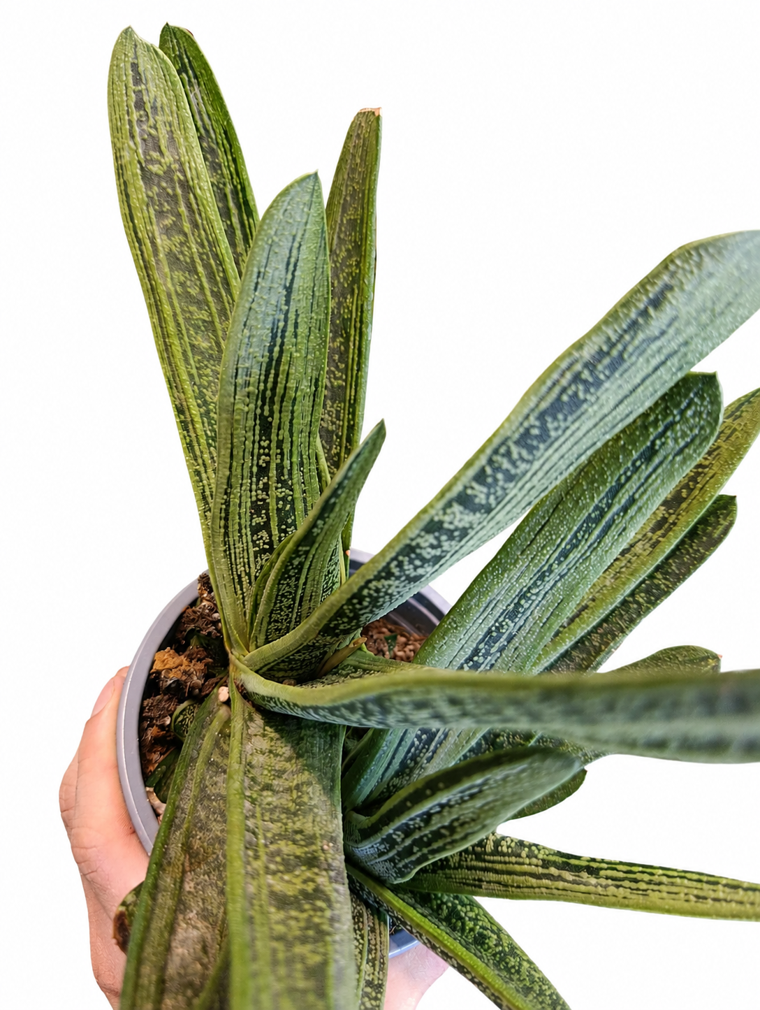 gasteria little warty 13cm