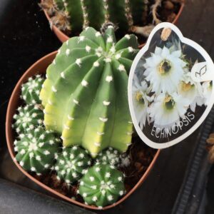 Echinopsis subdenudata