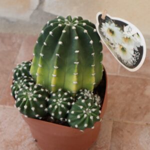 echinopsis subdenudata