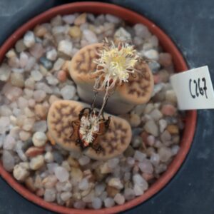 Lithops karasmontana C267
