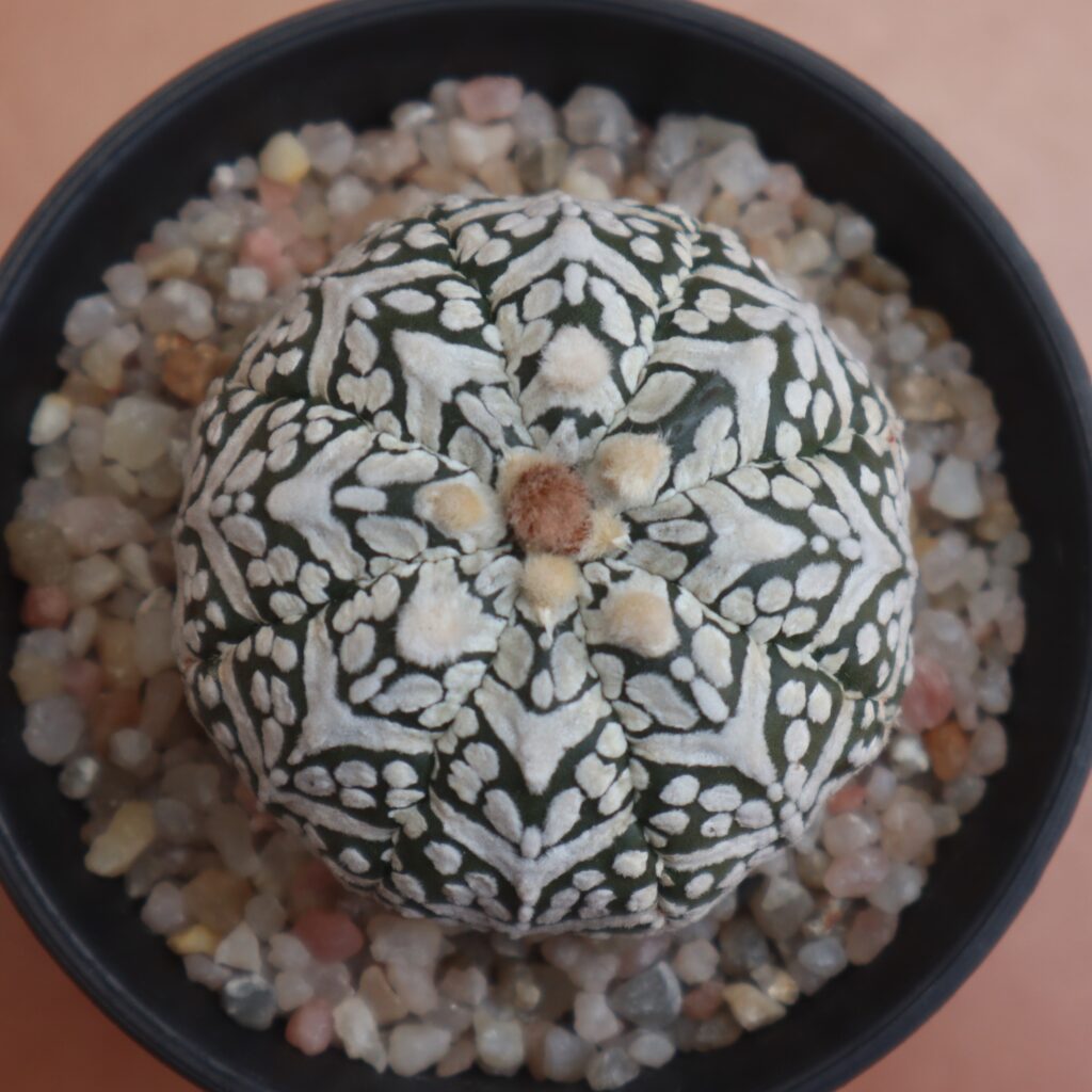 Astrophytum asterias cv. Superkabuto tipo V vista superior