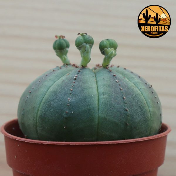 Euphorbia obesa ejemplar femenino