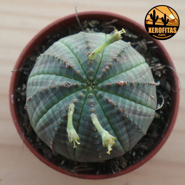 Euphorbia obesa ejemplar masculino