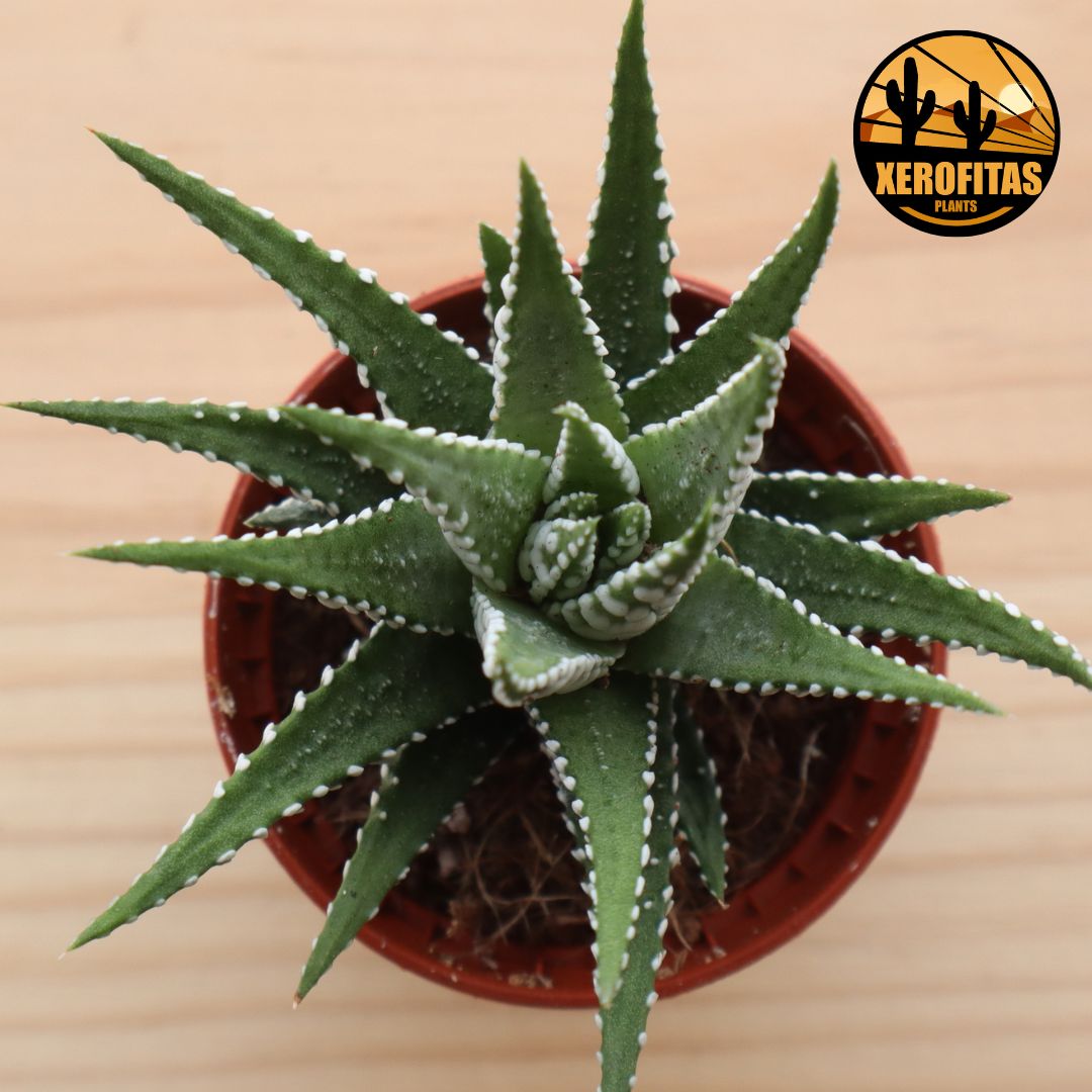 Haworthia Fasciata 'Big Band' - Plante Succulente Zèbre En Pot De 5,5 Cm - Idéale Pour Débutants