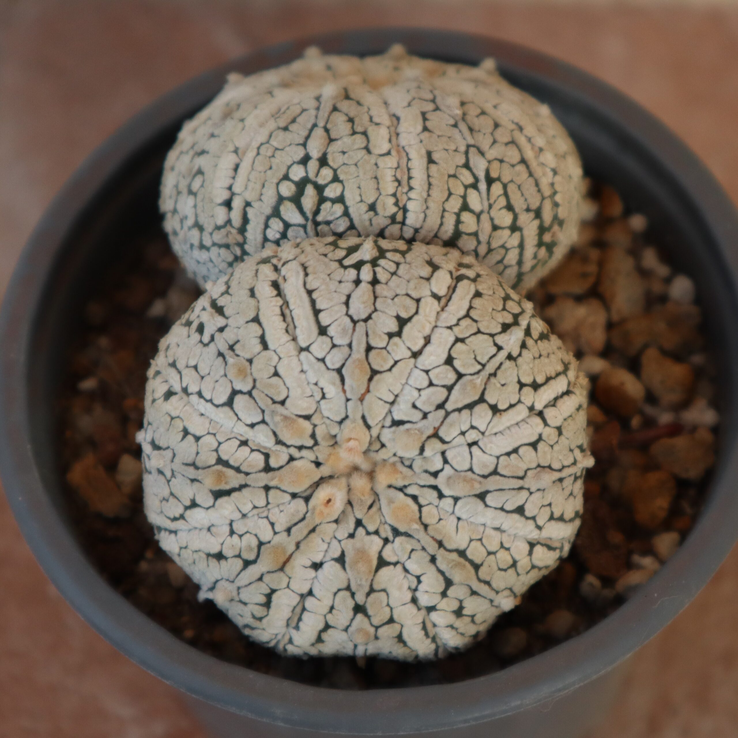 Astrophytum asterias Super Kabuto - Imagen 2