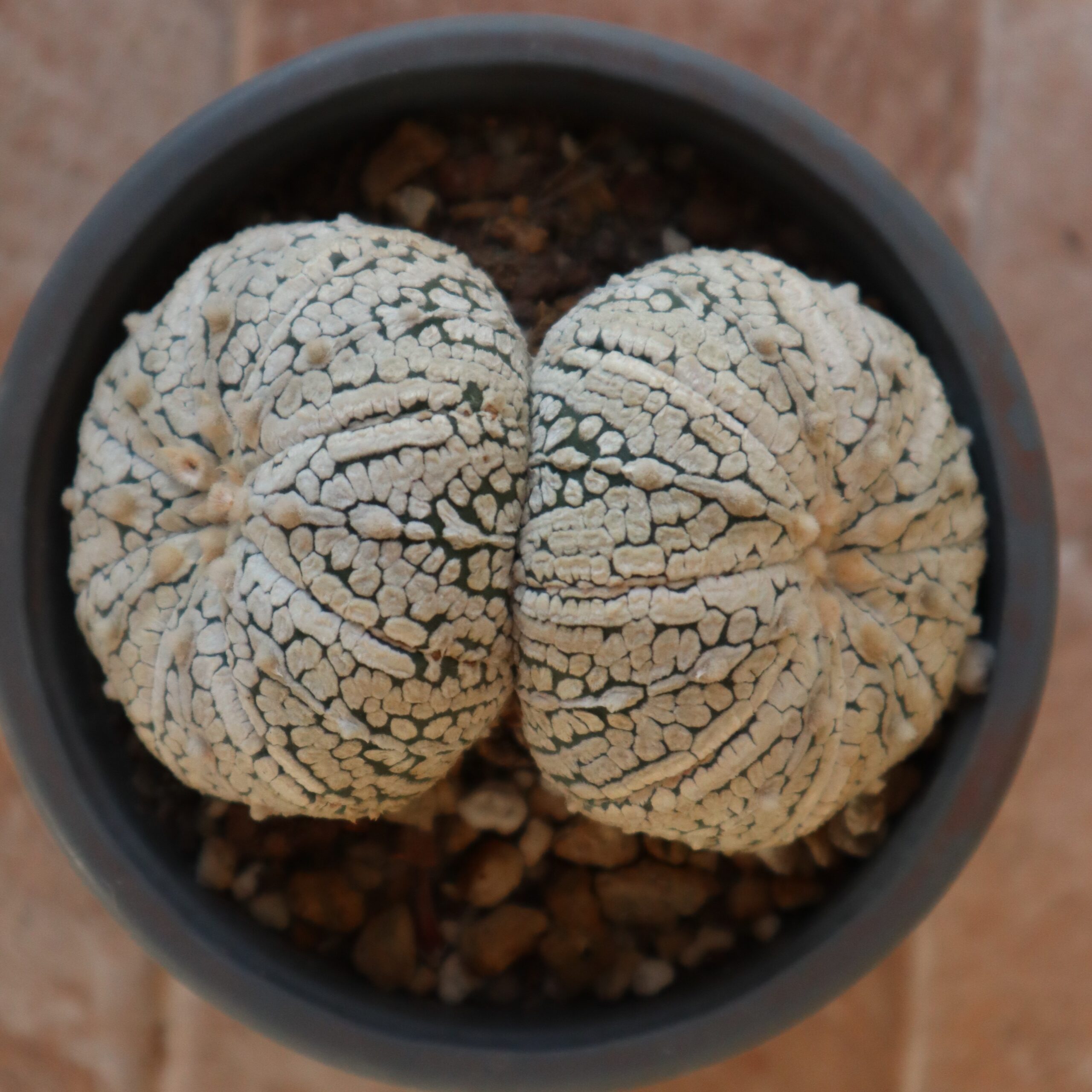 Astrophytum asterias Super Kabuto - Imagen 3