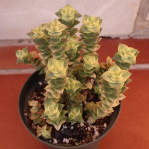 crassula perforata variegada