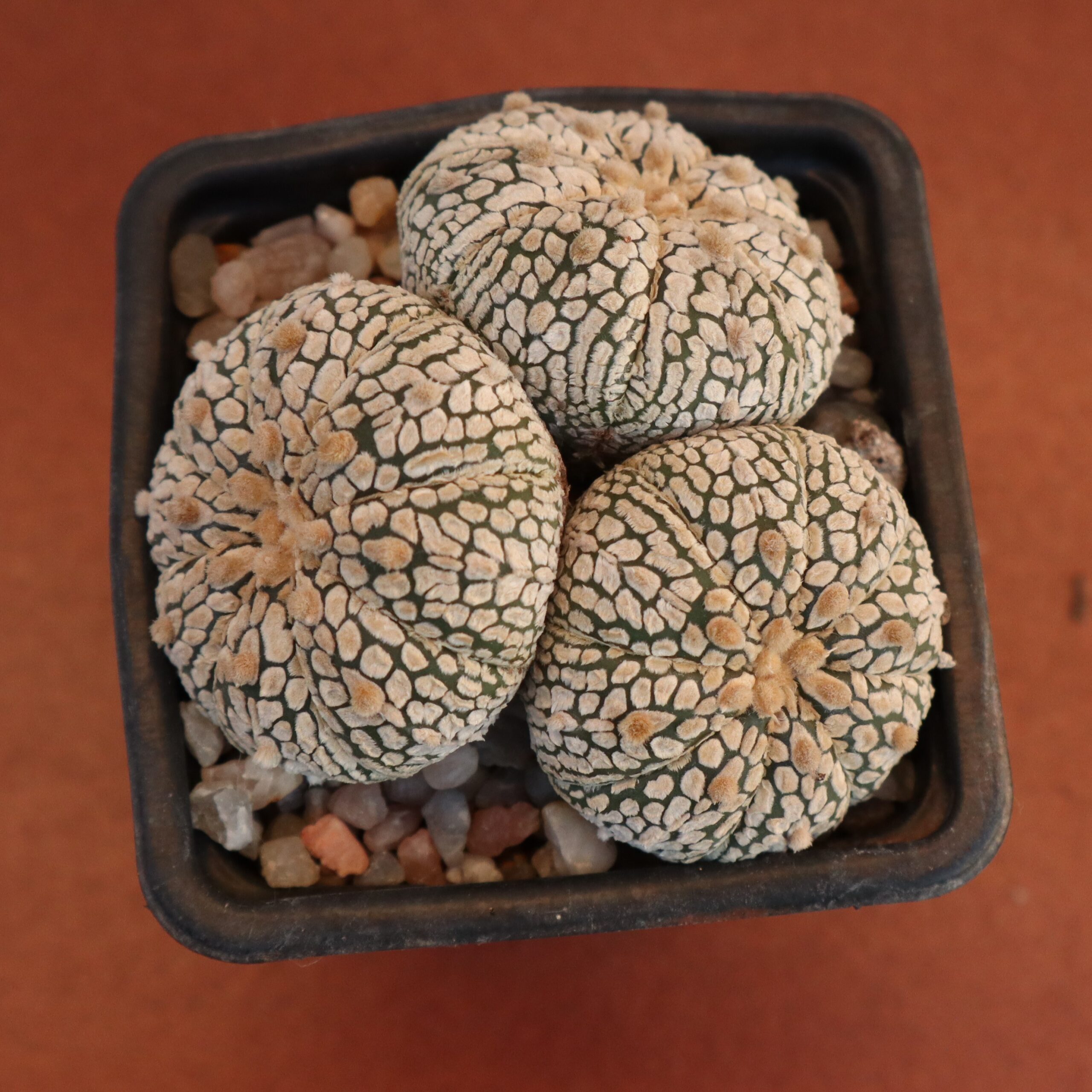 Astrophytum asterias Super Kabuto - Imagen 4