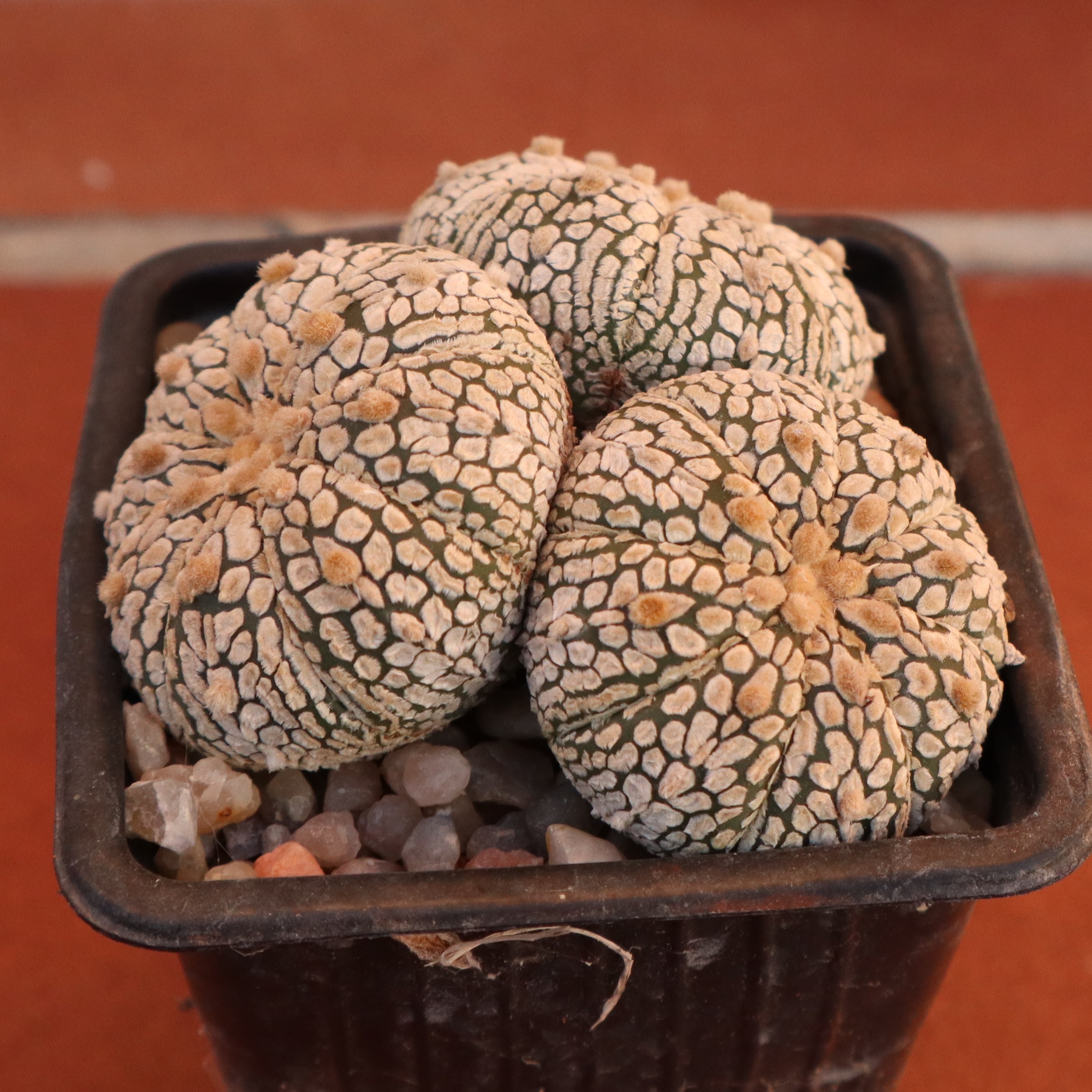 Astrophytum asterias Super Kabuto - Imagen 5
