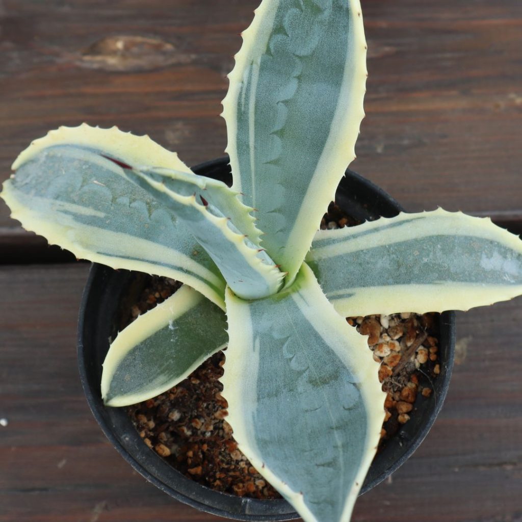 Agave variegado