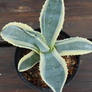 Agave americana variegada