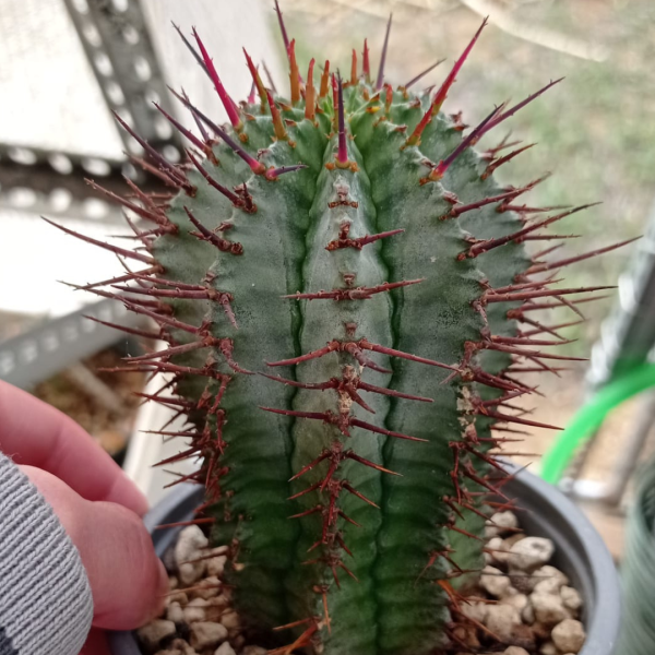 Euphorbia horrida (2)