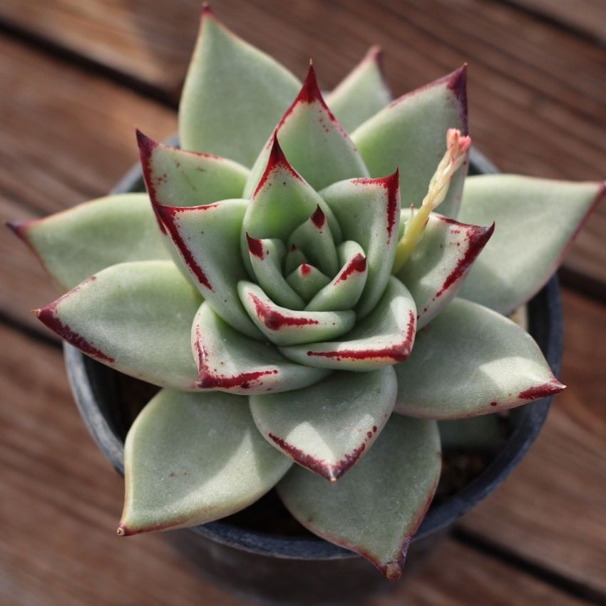 echeveria agavoides