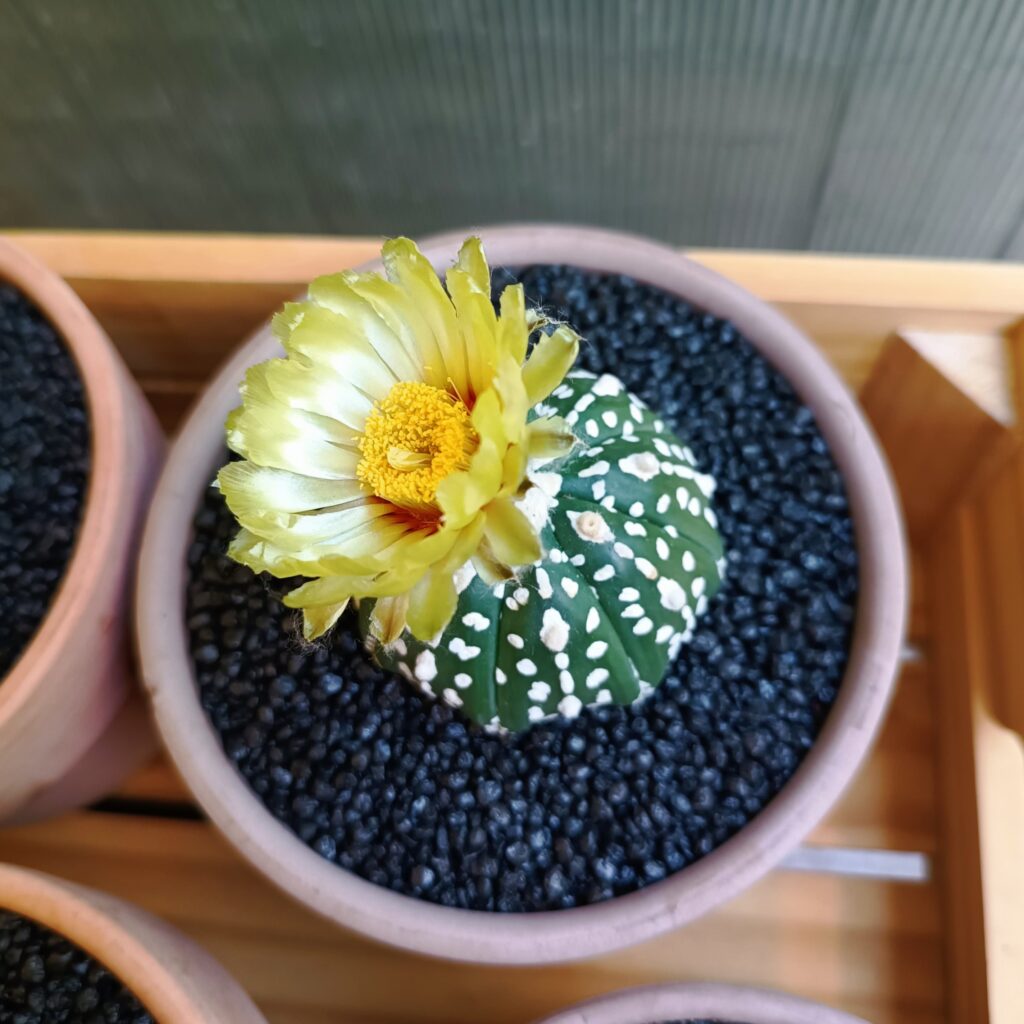 Astrophytum SK