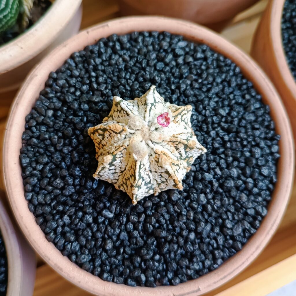 Astrophytum asterias hibrido