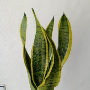 Sansevieria trifasciata