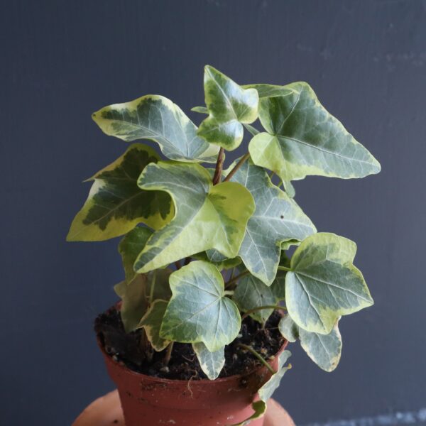 hiedra variegada