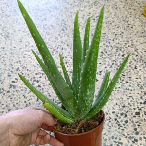 Aloe vera