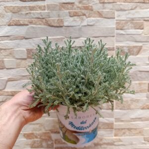 Santolina chamaecyparissus