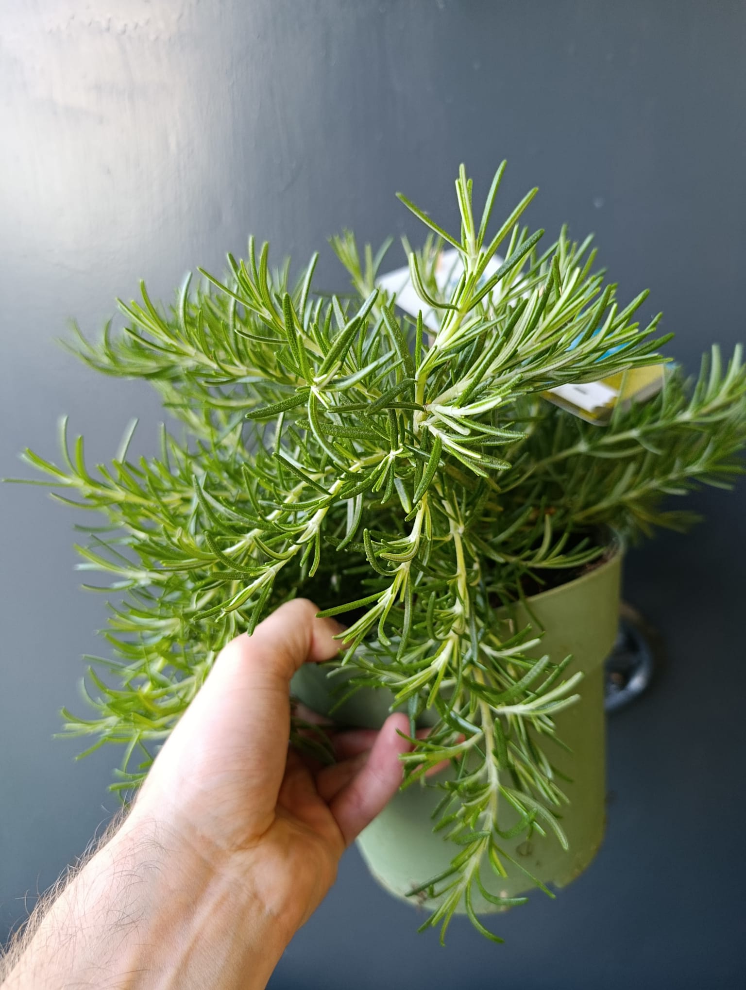 Romero rastrero - Imagen 2