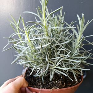 Lavandula angustifolia | Planta mediterránea