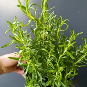 Rosmarinus officinalis Romero