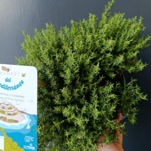 Tomillo | Thymus vulgaris