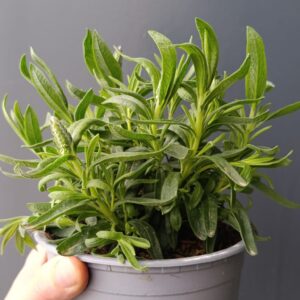 Lavandula stoechas | Lavanda, Cantueso