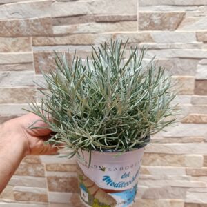 Helichrysum italicum