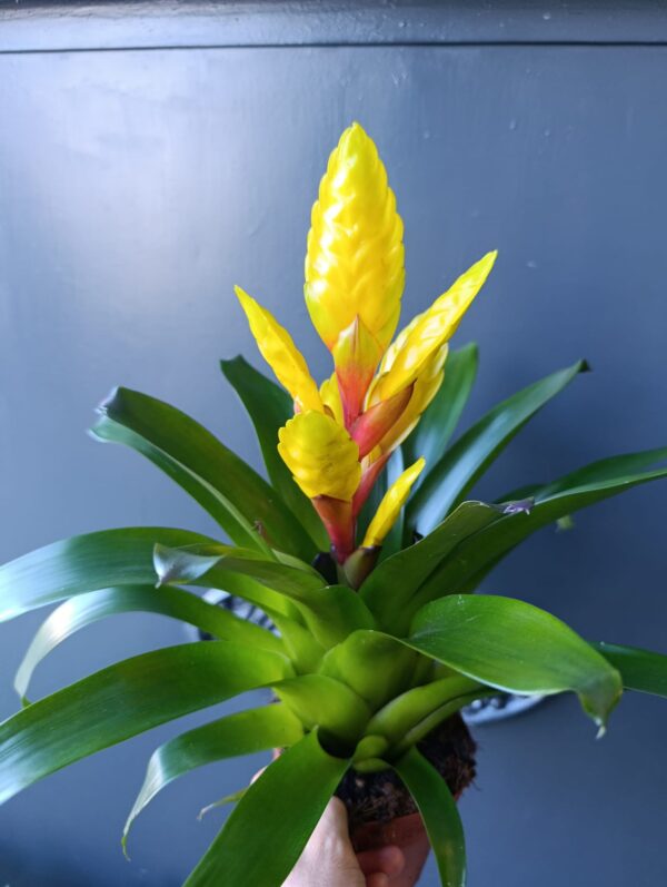 Bromelia - Imagen 4