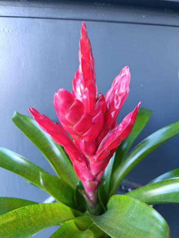 Bromelia - Imagen 3
