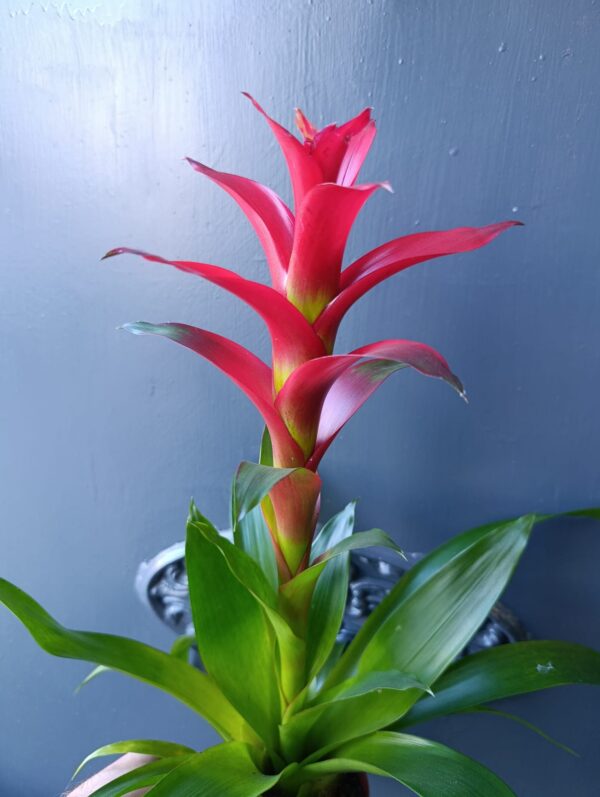 Bromelia - Imagen 2