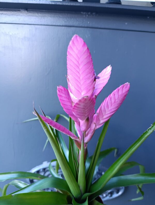 Bromelia - Imagen 5