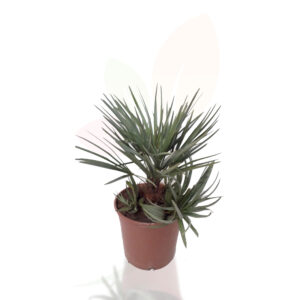 Chamerops humilis