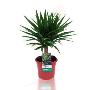Yucca elegans