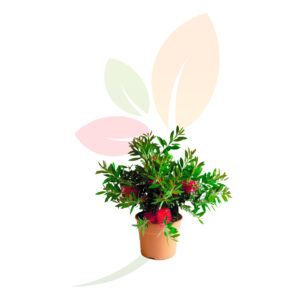 Callistemon laevis