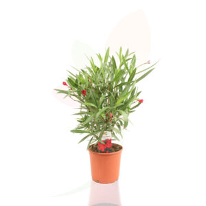 Nerium oleander Roja