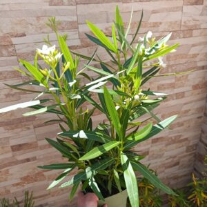 Comprar adelfa en maceta