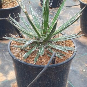 Agave schidigera ‘White Stripes’