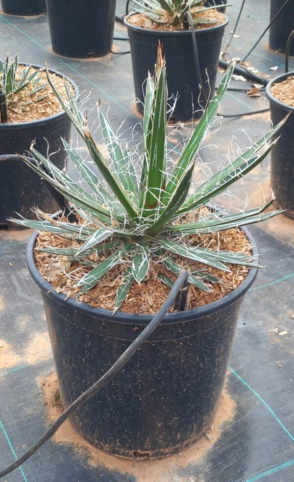 Agave schidigera ‘White Stripes’