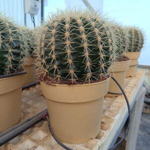 Echinocactus grusonii