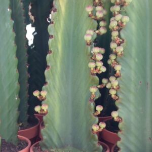 Euphorbia ingens