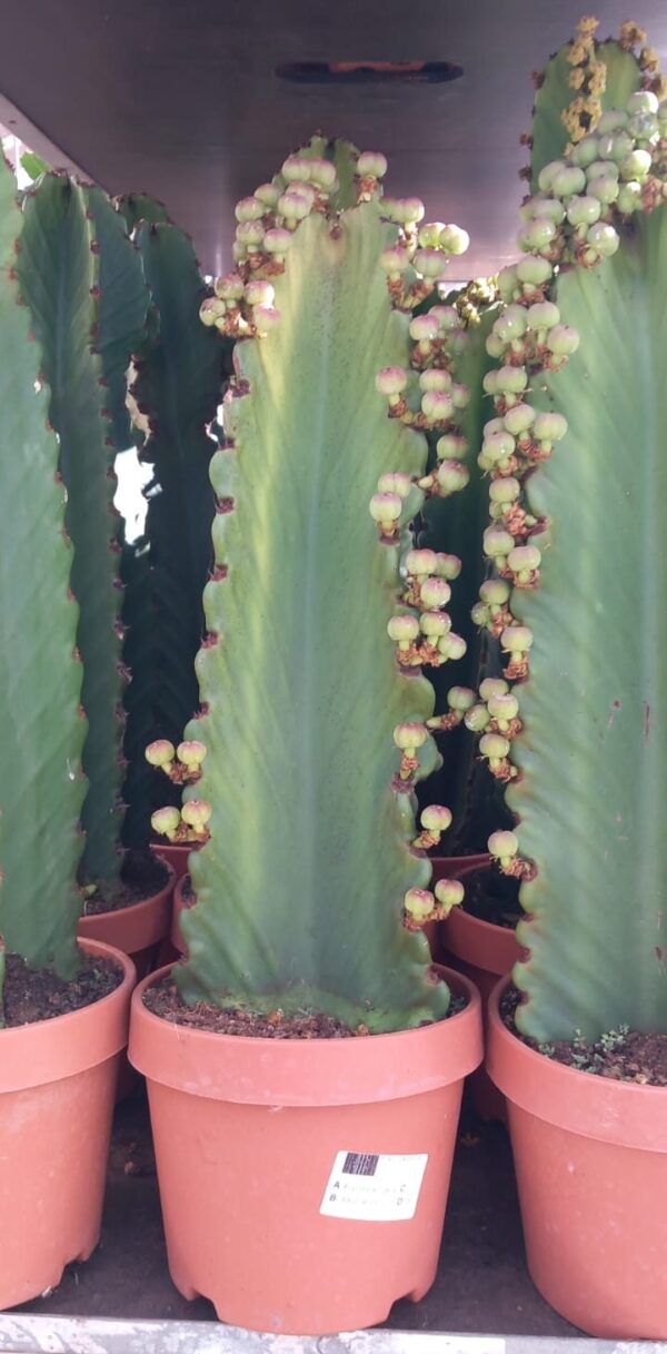 Euphorbia ingens