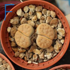 Lithops MIX