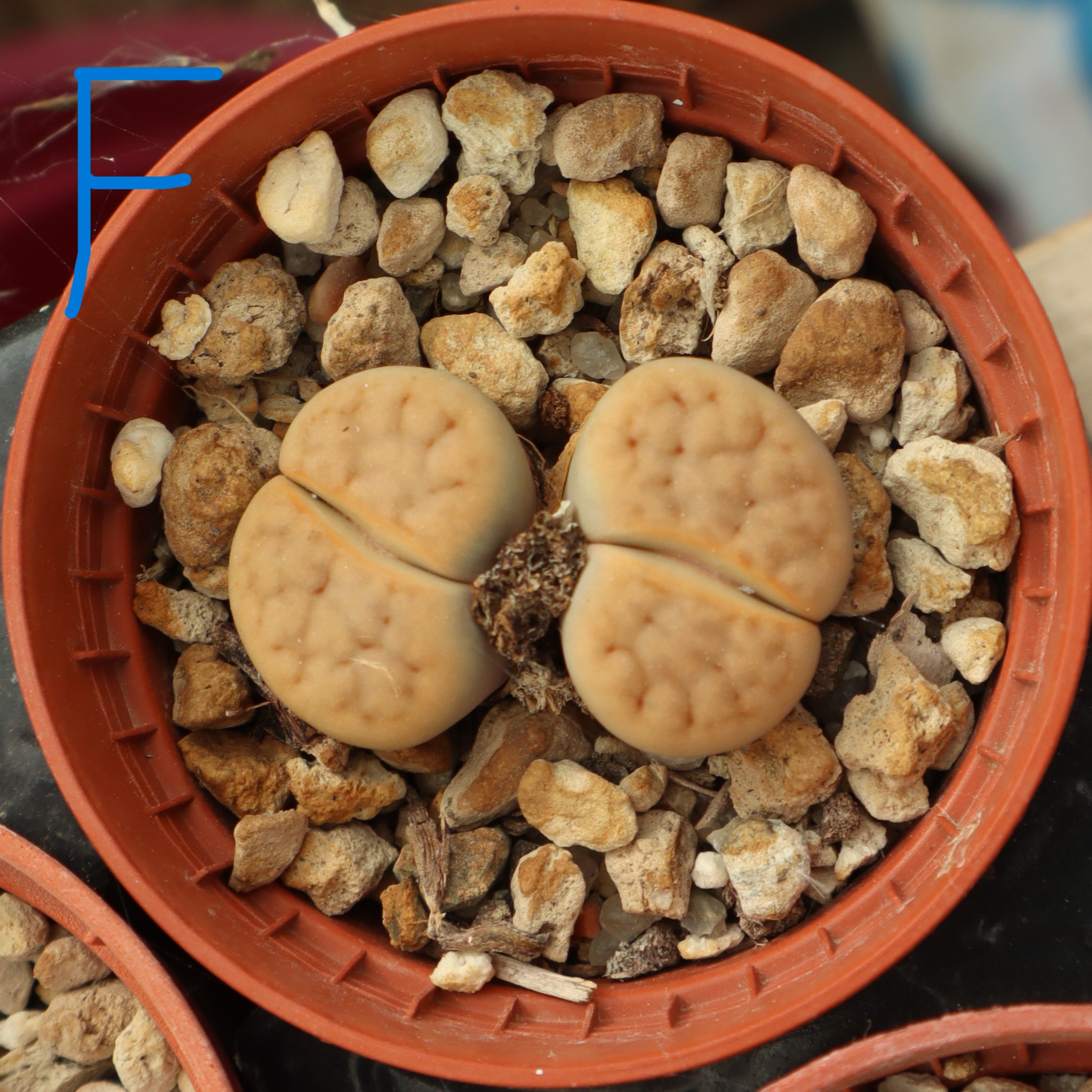 Lithops MIX
