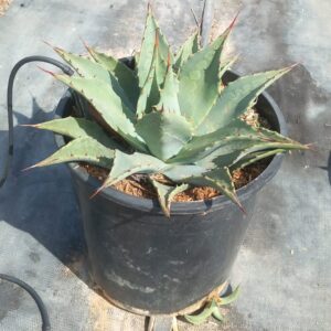 Agave parryi