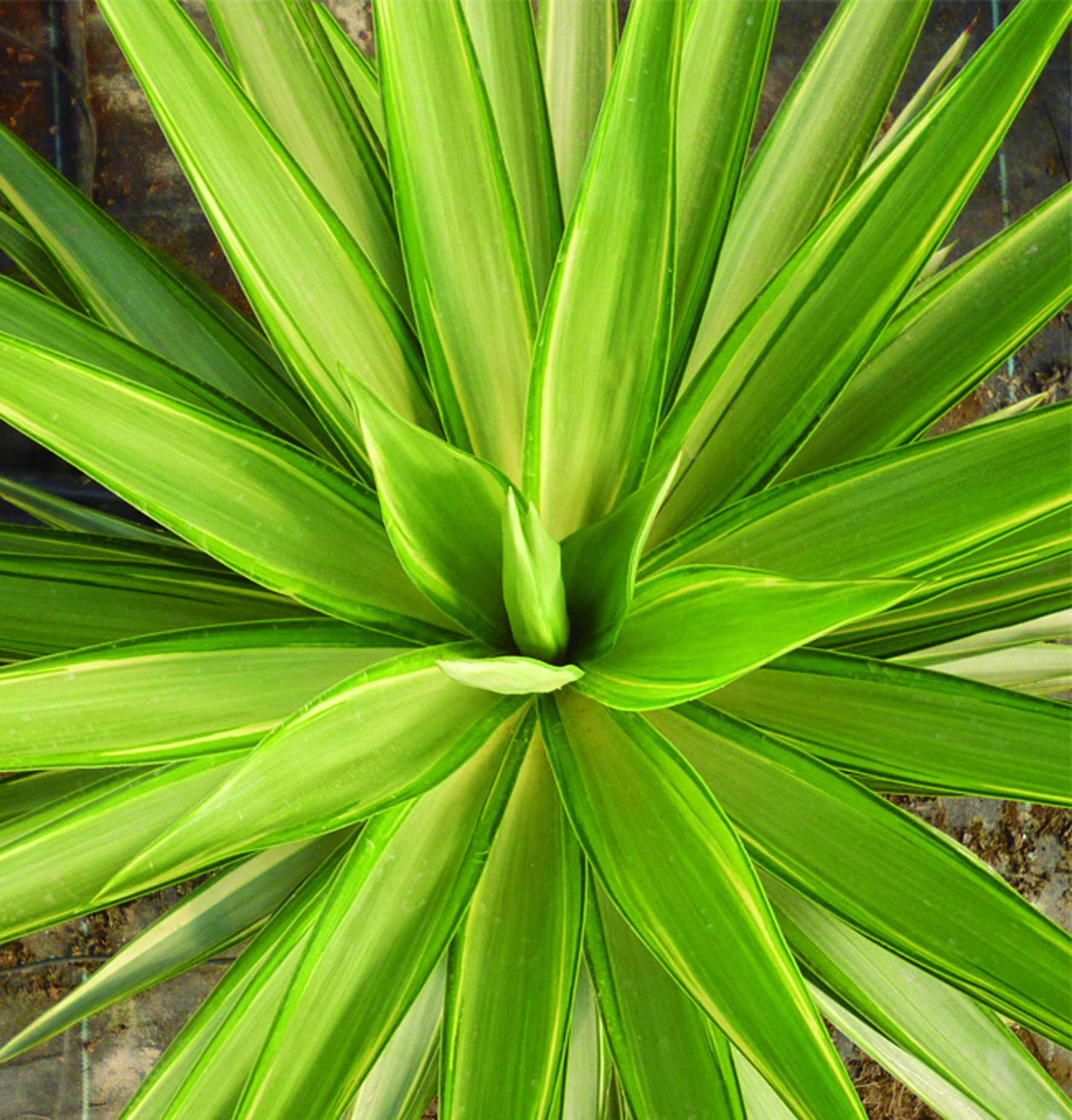 Yucca Jewel